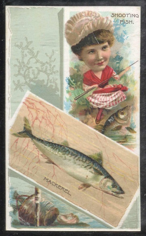 Shooting Fish, Mackerel